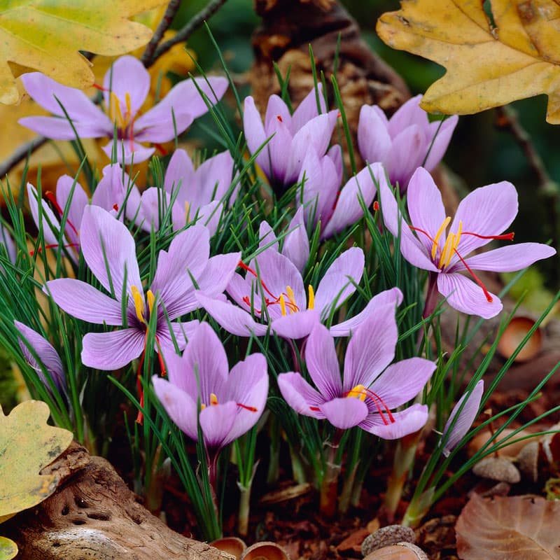 หญ้าฝรั่น Crocus Sativus (Saffron)