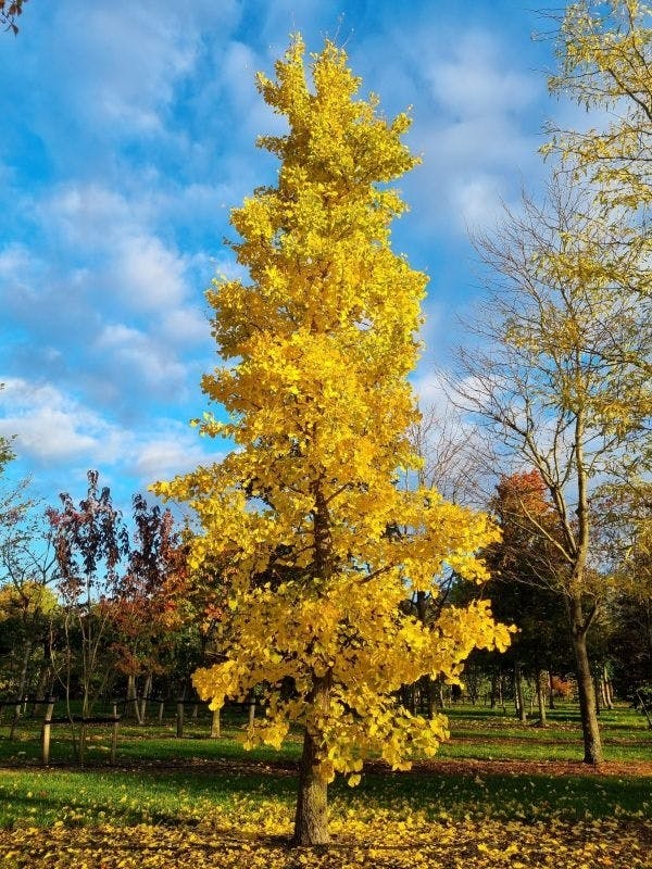 ต้นแปะก๊วยสีทอง (Pandanus amaryllifolius) 