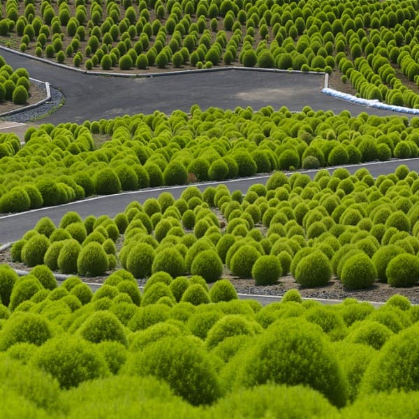 หญ้า โคเชีย (BURNING BUSH KOCHIA)