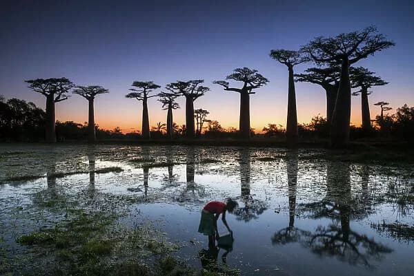 เมล็ดเบาบับ ADANSONIA GRANDIDIERI - GIANT BAOBAB แท้ 100%